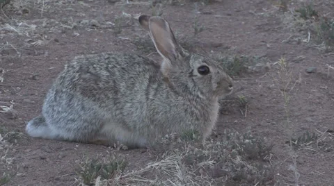 Cottontail Rabbit Runs Off Vídeos de archivo 36923147