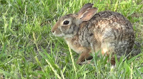 Cottontail Rabbit Scratches. Stock Footage 23705457