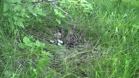 Cottontail Rabbit Young Baby Newborn Stock Video Pond5
