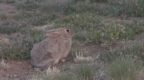 Cottontail Rabbit Zoom In Stock-Footage 37124875