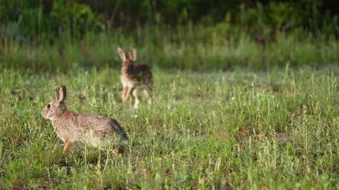 Cottontail Rabbits Stock Footage 239939069