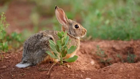 Cottontail Rabbits Stock Footage 341902368