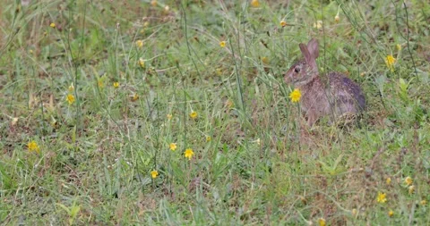 Cottontail&amp;Dandelions3 Stock Footage 196042495