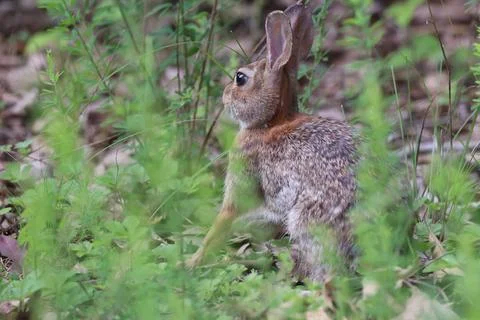 CottontailRabbit Stock Photos