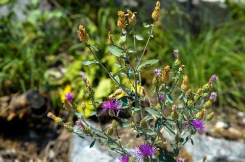 Cottonthistle flower 写真素材