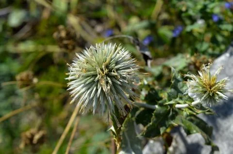 Cottonthistle (Onopordum acanthium) 写真素材
