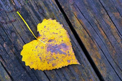 Cottonwood leaf Stock Photos