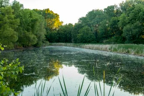 Cottonwood reflection Stock-Fotos