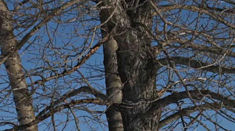 Cottonwood Tree - Bare Branches in Winter - tilt up Stock Footage 10785590