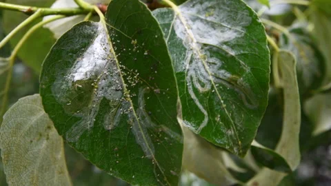 Cottonwood tree leaf borer bugs, 4k Stock-Footage 156212066
