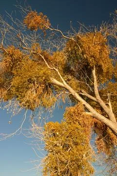 Cottonwood Tree Stock Photos
