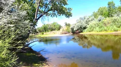 Cottonwoods Carson River Vídeos de archivo 40751036