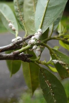 Cottony cushion scale insects infesting green plant leaves Fotos de archivo