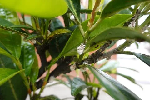 Cottony cushion scale insects infesting green plant stem 库存照片