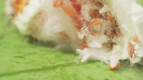 Cottony Cusion Scale pest on the leaf of a lemon tree. Macro Extreme close up. 스톡 동영상 132031345