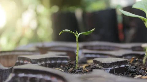 Cotyledon melon Stock Photos