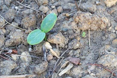 Cotyledons of a germinating melon seed Stock Photos