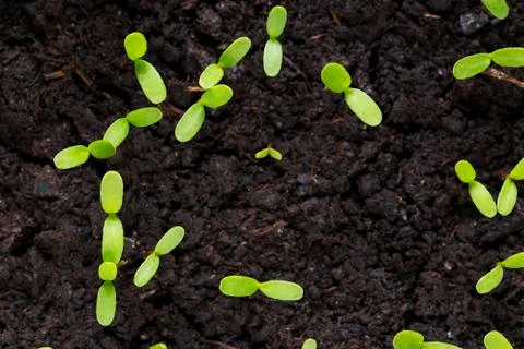 The cotyledons leaves Stock Photos