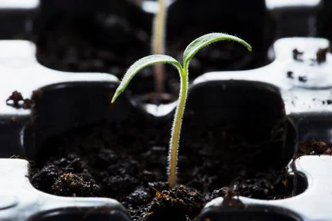 The cotyledons leaves 库存照片