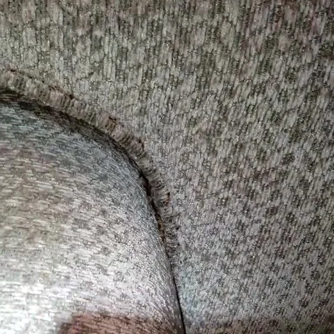 Couch Crawling with Bed Bugs, usa - 18 Jul 2019 Stock Footage 205213033