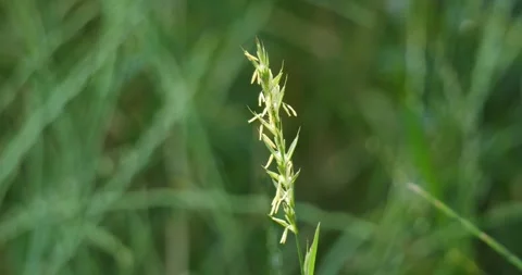 Couch grass Elymus Repens spring flowering Video stock 244324522