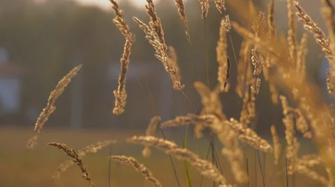 Couch grass with midges in of sunset 스톡 동영상 58606518