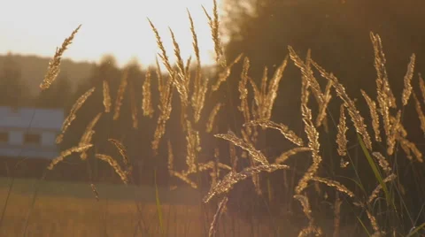 Couch grass with midges in of sunset Stock Footage 58607037