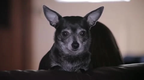 Couch Potato Chihuahua Stock Footage 40873112