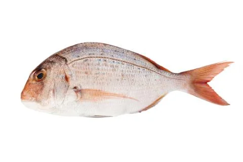 Couch sea bream Stock Photos