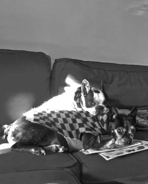 Couchdogs Stock Photos