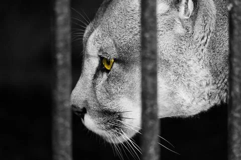 Cougar behind the grid close-up Stock Photos