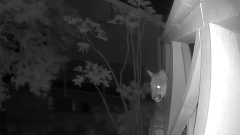 Cougar Caught Prowling on the Deck, North Saanich, British Columbia, Canada - 22 Видео 346633318