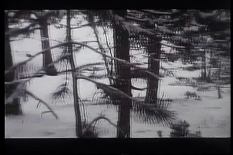 Cougar chasing rabbit in the snow and attacking it 스톡 동영상 11354822