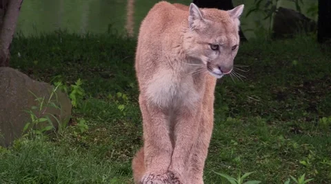 A cougar close up full body Video stock 39963199