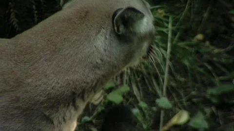 Cougar Close Up in rainforest Video stock 320008