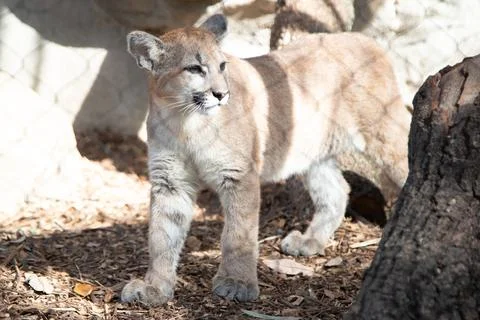Cougar Cub Stock Photos