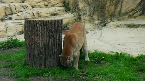 Cougar eats grass in the aviary. 스톡 동영상 154271492