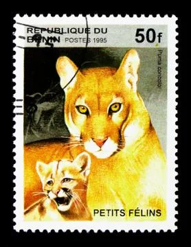 Cougar (Felis concolor), Wild Cats serie, circa 1995 Stock Photos