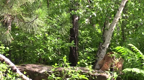 A cougar jumps from a rock 2 Stock Footage 40497791