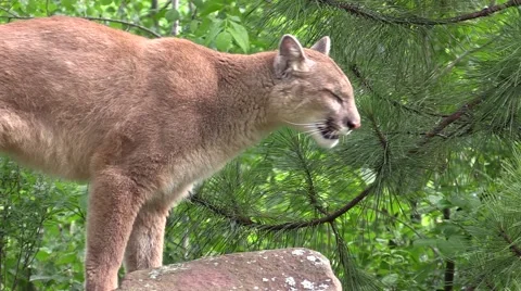 A cougar jumps from a rock Video stock 40497800