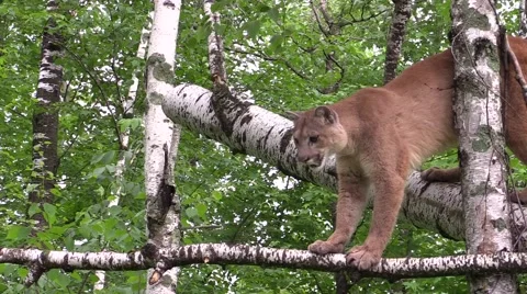 A cougar jumps from a tree Stock-Footage 40029029