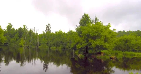 Cougar jumps into the water Stock Footage 40389168