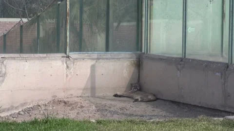 A cougar lying on a corner of concrete and earth resting in the Huachipa zoo in Stock Footage 158265602