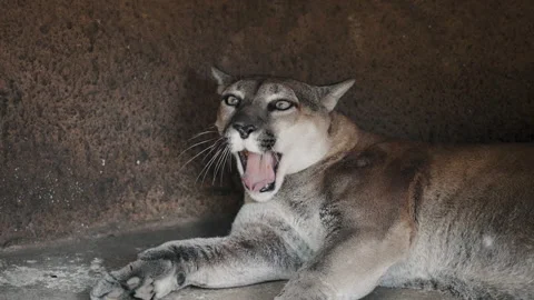 The cougar lying down in cave and yawning Stock Footage 326060038