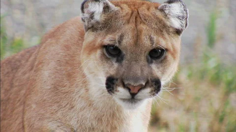 Cougar MED 4 Stock Footage 98274