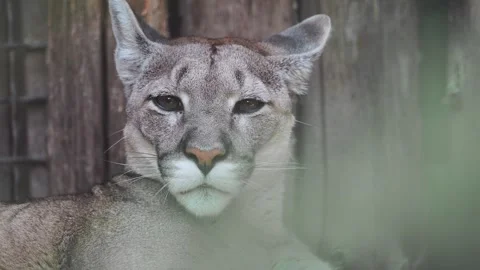 Cougar, mountain lion, puma on dark wooden background Stock Footage 278460445