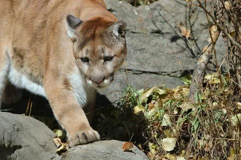 Cougar on mountain Stock Photos