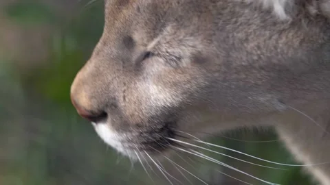 Cougar muzzle which squints eyes in the bright sun Stock Footage 132186580