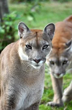 The cougar Stock Photos
