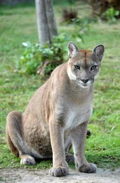 The cougar Stock Photos